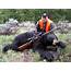 Guided Spring Bear Hunts  Montana Stockton Outfitters