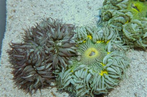 Flower Anemone For Sale Epicystis Crucifer Top Care Facts