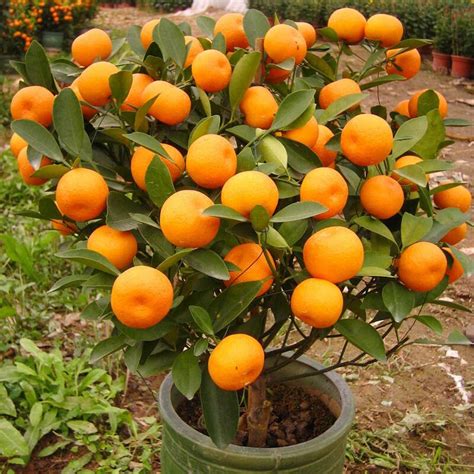 25 Pcs Bonsai Orange Potted Edible Tangerine Citrus Fruit Dwarf Orange