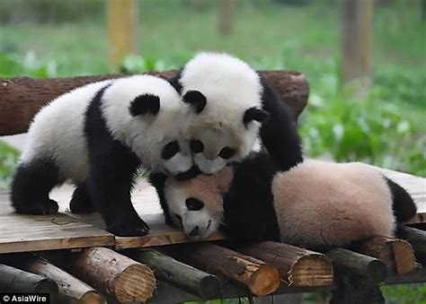 Twins Yu Bao And Yu Bei As Well As Liang Yue Hug Each Other On Their