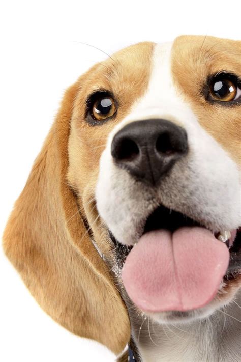 Beagle Funny Smile In 2021 Beagle Dog Beagle Beagle Funny