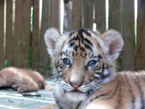 Baby Tiger Free Stock Photo Public Domain Pictures