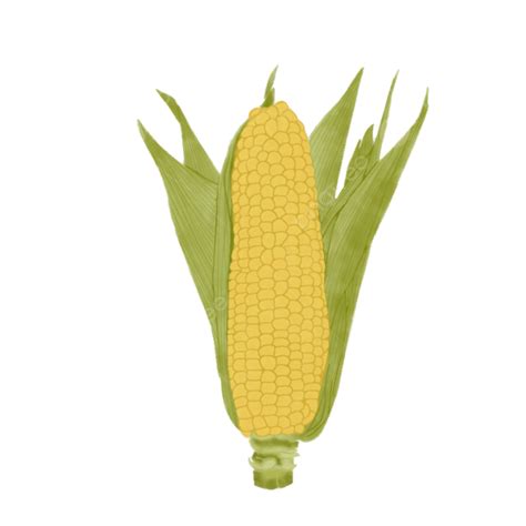 Corn Illustration Corn Vegetables Food Illustrations Png Transparent