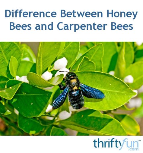 Difference Between Honey Bees And Carpenter Bees Thriftyfun