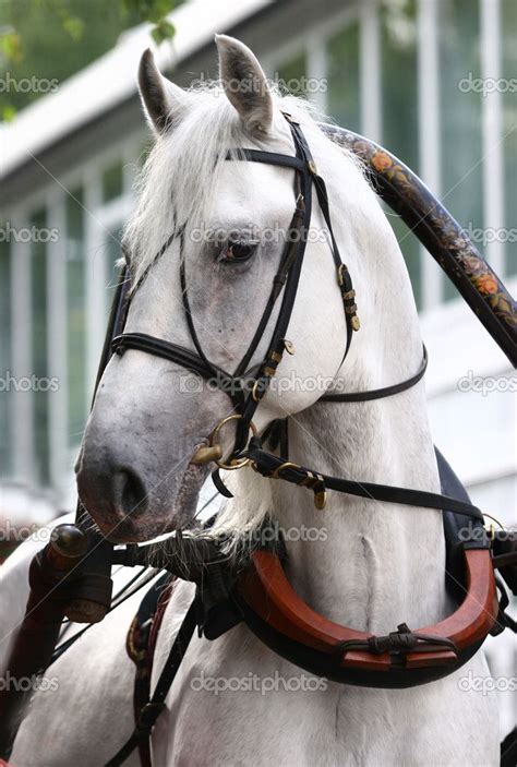 orlov trotter equestrian lifestyle horses equestrian