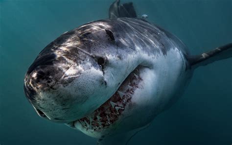 Download Wallpapers Great White Shark Teeth Very Dangerous Animals