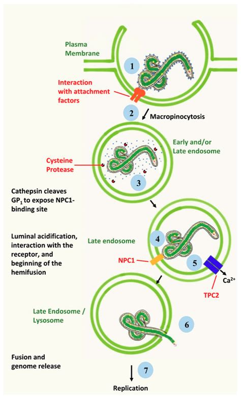 Viruses Free Full Text Ebola Virus Entry From Molecular Characterization To Drug Discovery