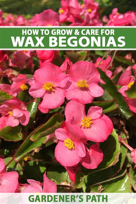 How To Grow And Care For Wax Begonias Gardeners Path