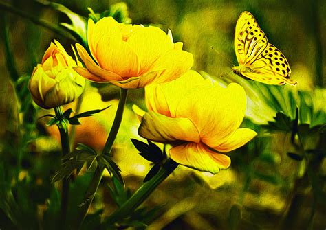 Yellow Butterfly Yellow Butterfly And Rose Digital Painting By Abie