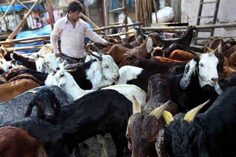 Sacrificing Goats On Bakrid Bad Like Triple Talaq Rss Muslim Wing India News The Financial
