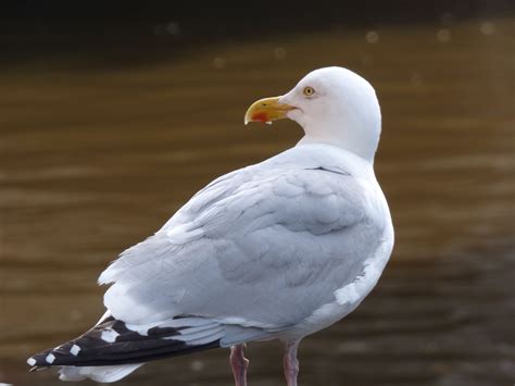 Free Images Nature Wing Seabird River Seagull Wildlife Beak