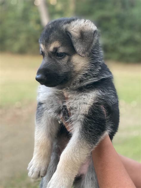 Richards German Shepherds Puppies For Sale