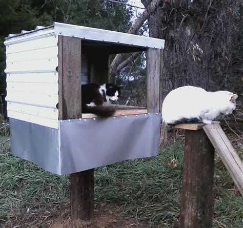 Diy outdoor cat house and its benefirs. Feeding Station Options | Alley Cat Allies in 2020 | Cat ...