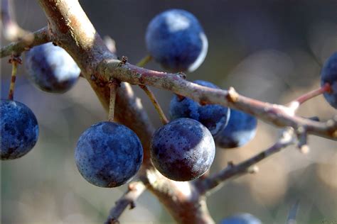 Sloe Free Photo Download Freeimages