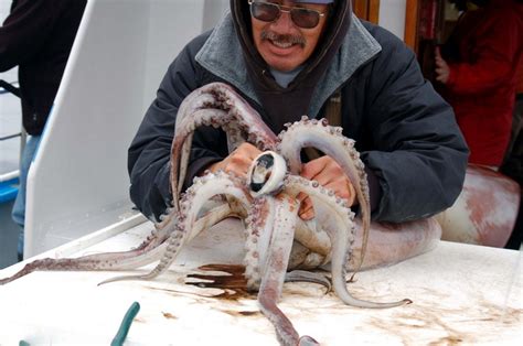 Extremely Terrifying Facts About Squids Humboldt Colossal And More