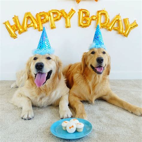 10 Ways To Celebrate Your Dogs Birthday