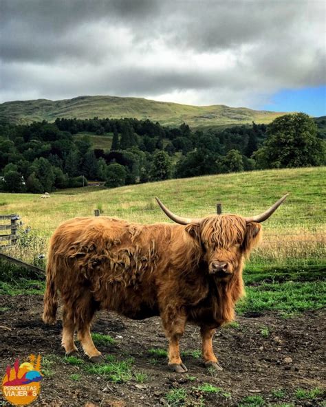 Vaca Peluda De Las Tierras Altas De Escocia Periodistas Viajeros
