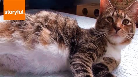 Pregnant Cats Belly Pulses With Unborn Kittens Storyful Cats Youtube