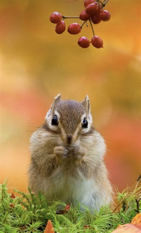 The Siberian Chipmunk Is The Only Chipmunk Found Outside North America