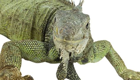 What Animals Eat Iguanas Sciencing