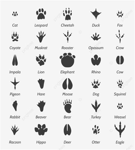 Bird Footprint Vector Design Images Animal Tracks And Bird Footprints