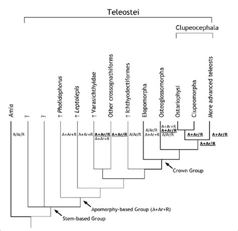 Abbreviated Phylogenetic Hypothesis Of Relationships Of Main Lineages