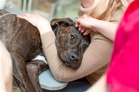 Five Common Signs Of Pet Illness Marketplace Veterinary Hospital