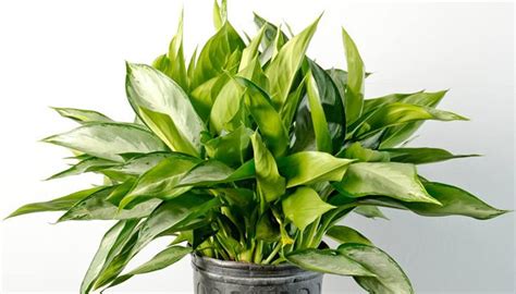 Chinese Evergreen Indoor Plant Indoor Shade Plants Flowering Shade