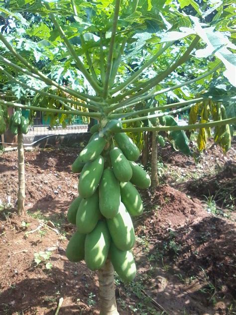 Pepaya Callina ( California ): Budidaya Pepaya California di lahan 1000