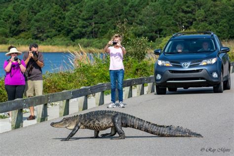 Crowd Watching Alligator Crossing The Road Huntington Beach State Park