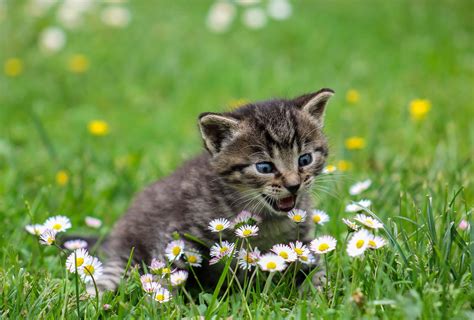 Gratis Billede Felt Græs Søde Sommer Natur Kat Udendørs Blomst