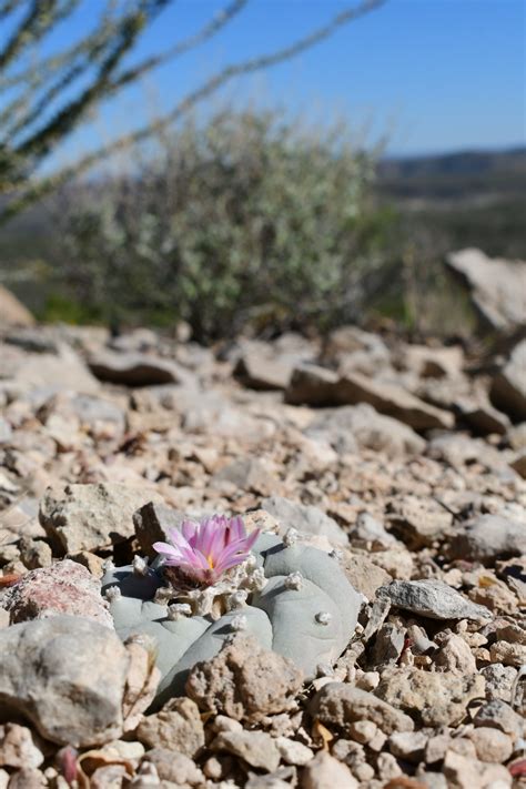 Revisiting The West Texas Peyote Gardens — Crime Pays But Botany Doesn T