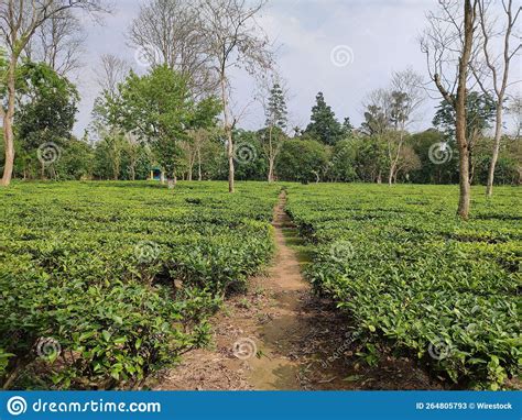 Tea Garden In Digboi Assam India Stock Image Image Of Growth