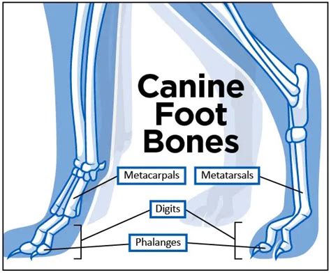 Toe Fractures In Your Pets Paws Bluepearl Pet Hospital