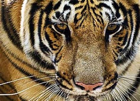 Wwf End Poaching On Global Tiger Day Asian Scientist Magazine