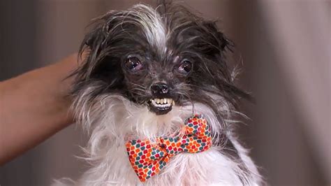 Worlds Ugliest Dog Gets A Makeover On Jimmy Kimmel Live Abc11
