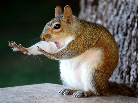 보자마자 빵 터진다 빛낸 화제의 레전드 수상작 네이버 포스트 Comedy Wildlife Photography