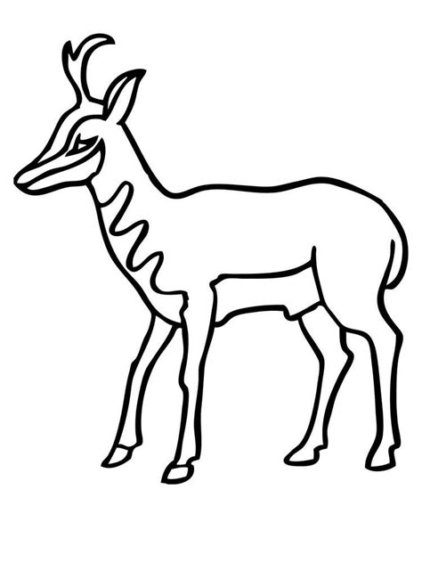 707x900 pronghorn drawing by carl genovese. Impala coloring pages printable. Impala is an animal that ...