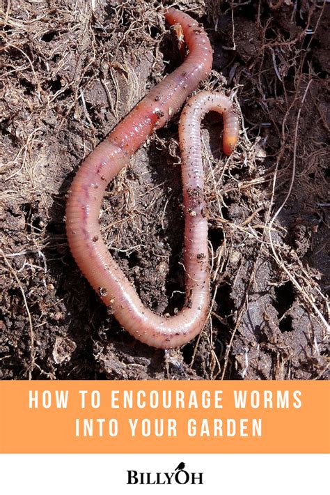 How To Encourage Worms Into Your Garden In Simple Ways Worms