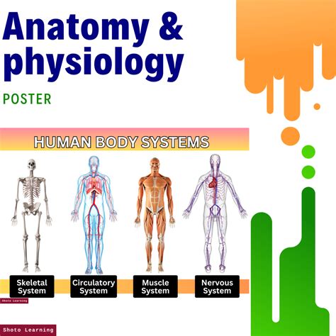 Anatomy And Physiology Poster A Comprehensive Guide To The Human Body