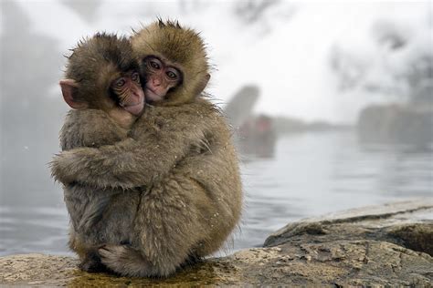 Two Japanese Spring Monkeys Hugging During Daytime Snow Monkeys Hd