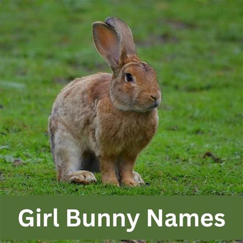 500 Bunny Names For Your Pet Rabbit