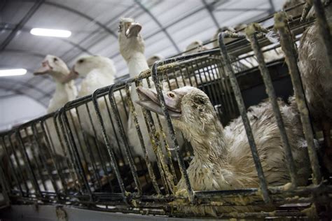 Farming Animal Cruelty