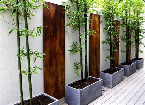 How To Grow Bamboo In Pots The Garden Of Eaden