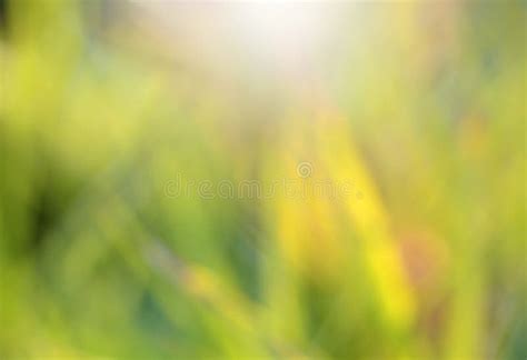 Green Leaf Blur Background Stock Image Image Of Summer 51845763
