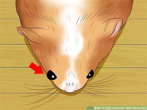 How To Help A Hamster With Sticky Eye 10 Steps With Pictures