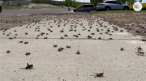 Millions Of Nightmarish Mormon Crickets Invade Cities