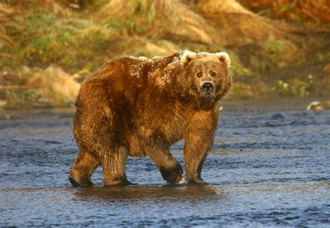 Kodiak Brown Bear — Stock Photo © Bobby22 30575895