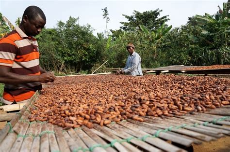 Organic Cocoa Farmers Receive Production Premium Agrictoday