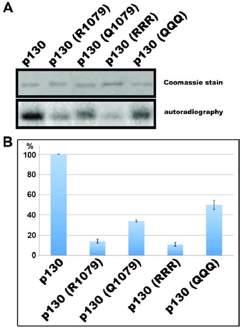 In Vitro Phosphorylation Of Full Length Rb P And Mutated Versions